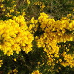 Gorse (Aulaga)