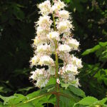 Red Chestnut (Castaño Rojo)