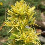 Gentian (Genciana), flor de bach para las personas pesimistas