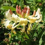 Honeysuckle (Madreselva)