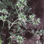 Scleranthus (Escleranto)
