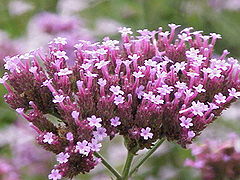 Vervain (Verbena)