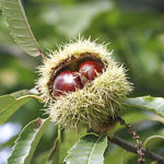 Sweet chestnut (Castaño Dulce)