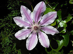 Clematis (Clematide)