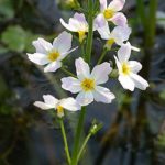 Water Violet (Violeta de Agua)