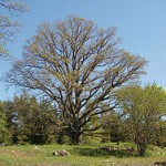 Oak (Roble)