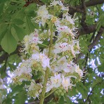 White chestnut (castaño de indias)