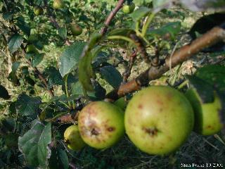 Crab Apple (Manzano Silvestre)