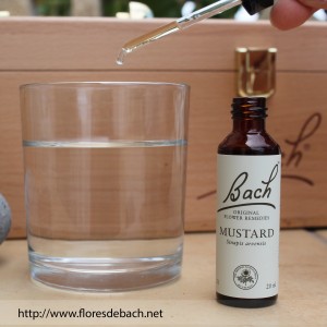 Flor de Bach y vaso de agua